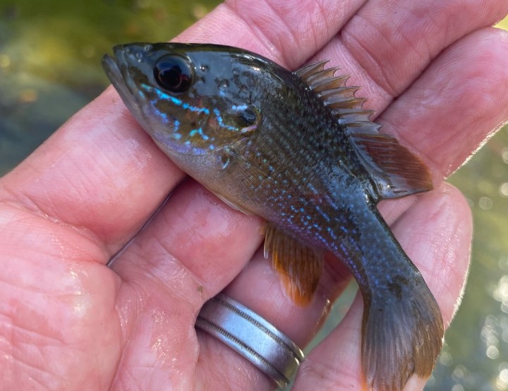 Green Sunfish
